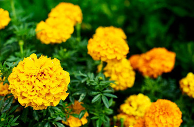 CALYXSEEDS marigold,gende ka phool Seed(35 per packet)