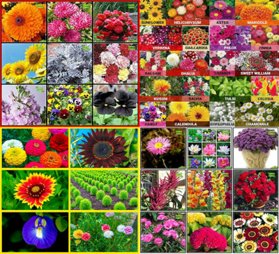 ibains Flower seeds combo pack for winter no of seeds 131 Seed(131 per packet)