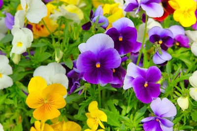 BHUSAN pansy seeds/Pansy flower seeds 40 Seed(40 per packet)