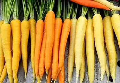 Qualtivate RES-9A Carrot Mix 3 Colorful Varieties Seed(300 per packet)