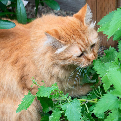 VibeX HUA-48 - Catnip Nepeta Cataria - (13500 Seeds) Seed(13500 per packet)