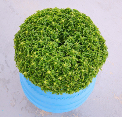 VibeX ® VLR-11 Basil Dwarf Fine Bush Minette Seeds Seed(1000 per packet)
