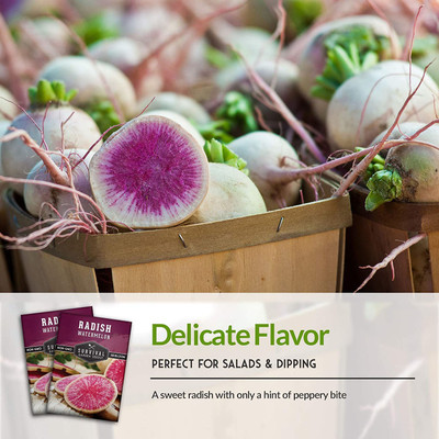 VibeX XLL-86 - Watermelon Radish - (250 Seeds) Seed(250 per packet)