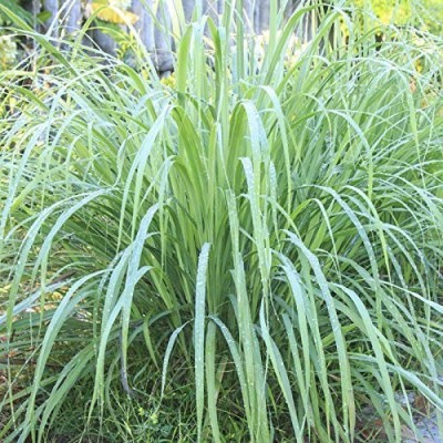 CYBEXIS XLR-74 - LEMONGRASS /Cymbopogon citratus - (250 Seeds) Seed(250 per packet)