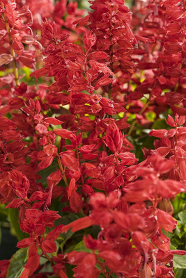 Epazo Salvia Mix Flower Seed(20 per packet)