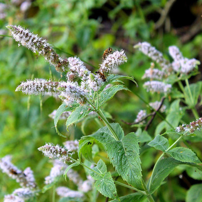 CYBEXIS NDIR-68 - Peppermint Herb Plant - (150 Seeds) Seed(150 per packet)