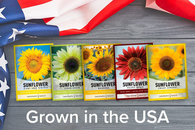 CYBEXIS TLX-75 - Velvet QueenSunspotLemon QueenGiant Mammoth Sunflower - (1350 Seeds) Seed(1350 per packet)