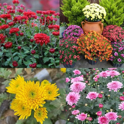 AMAJIT Chandramallika Flower Seeds,Chrysanthemum, Shevanti, Guldawari , Saamandi Seeds Seed(28 per packet)