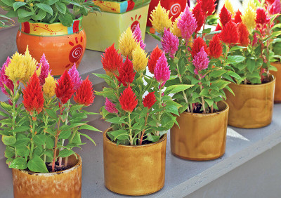 ZIXA CELOSIA FLOWERS SEEDS Seed(20 per packet)