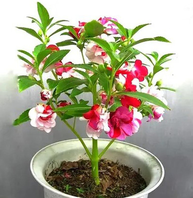 Ankur Farm Balsam Flower Seeds, Dopati Seed(25 per packet)