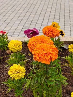 AK AGRO HYBRID SEEDS marigold,gende ka phool seeds Seed(22 per packet)