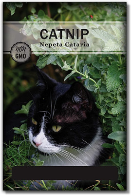 VibeX LXI-5 - Nepeta Cataria Common Catmint - (4500 Seeds) Seed(4500 per packet)