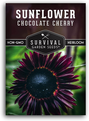 VibeX ® VXI-366 Chocolate Cherry Sunflower Seeds Seed(200 per packet)