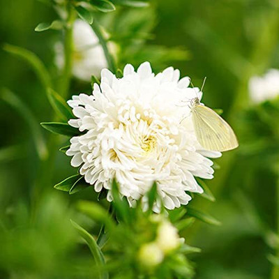 Lorvox Aster Hybrid Flower Seed(15 per packet)