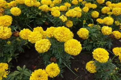 Fazioli marigold/gende ka phool flower seeds Seed(50 per packet)