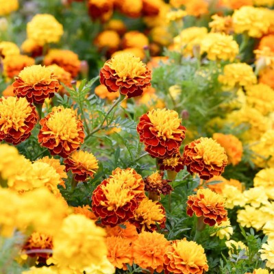 Gromax India Marigold Mix Flower Seed(50 per packet)