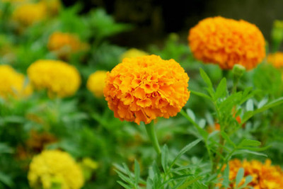 Aavik marigold/gende ka phool flower seeds Seed(25 per packet)