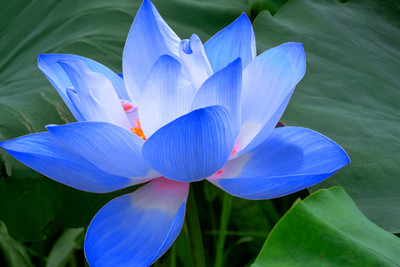 Seedsilk Blue Lotus Seed(20 per packet)