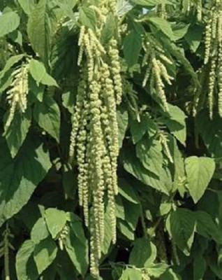 Lorvox Amaranthus Flower Seed(50 per packet)