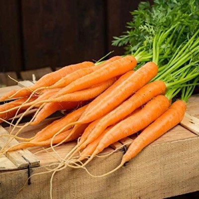 CYBEXIS HUA-99 - Carrot Tendersweet - (750 Seeds) Seed(750 per packet)