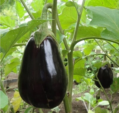 Avysa Vegetable Hybrid Brinjal Seeds for Home Garden Purple Eggplant Baby Eggplant Seed(250 per packet)