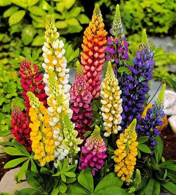 Aywal Lupin Russell Special Mixed Seed(50 per packet)
