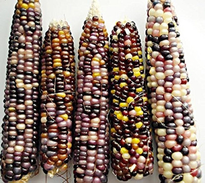 CRGO SWEETCORN , CORN , MAKKA Seed(15 per packet)