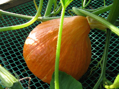 VibeX ® VXI-583 Unique Sweet Orange Pumpkin Seed(50 per packet)