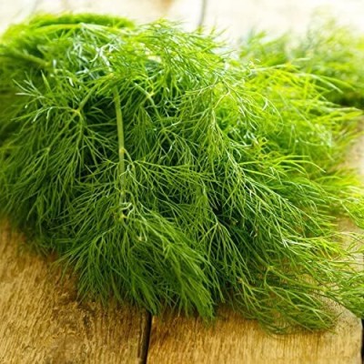 Qualtivate PAU-121 Heirloom Dill Seeds Seed(500 per packet)