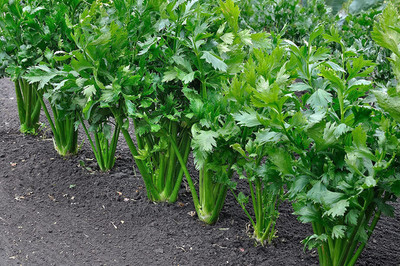 CYBEXIS NBIR-25 - Celery Tall Utah 52-70 - (250 Seeds) Seed(250 per packet)