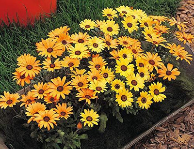 Epazo Dimorphotheca Flower Seeds Best for Gardening Seed(10 per packet)
