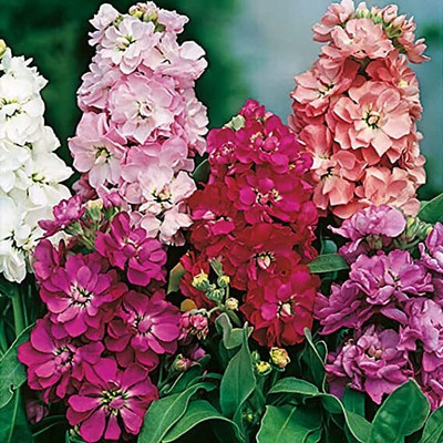 Aywal Evening Stock Matthiola Red Flower Seeds Mix/Reseeding Annual Seed(40 per packet)