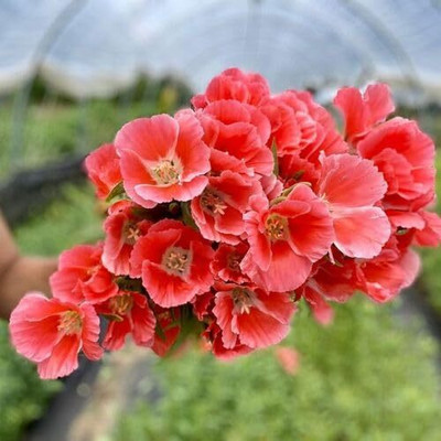 Lorvox Elegant Clarkia Flower Seed(110 per packet)