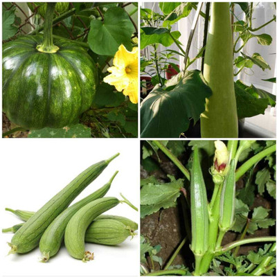 DECORPLIX Vegetable seeds Seed(15 per packet)