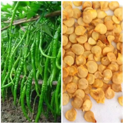 KNESSiN Green chilli seeds/vegetable seeds Seed(200 per packet)