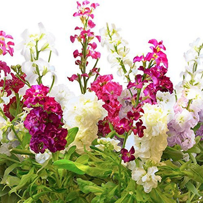 Aywal Stock Matthiola Incana Mixed Color Flower Seed(60 per packet)