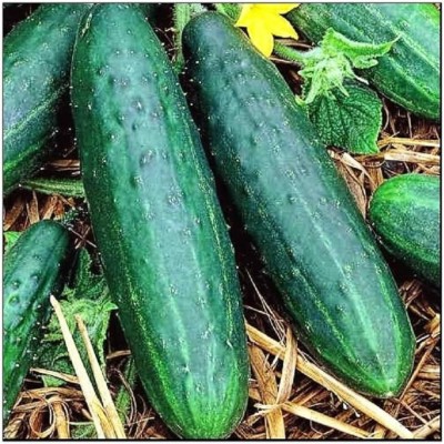 Qualtivate EXL-4AT Spacemaster Cucumber | Non-GMO Seed(300 per packet)