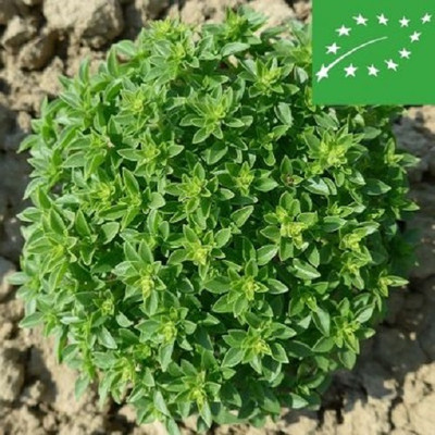 Qualtivate PAU-27 Fino Verde Basil Seed(1000 per packet)