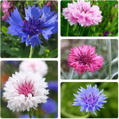 bloomaura Centaurea cyanus, bachelor's button Seed(25 per packet)