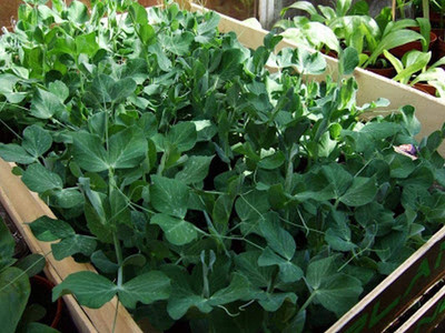 VibeX ® VXI-371 English Green Sweet Peas Seed(50 per packet)