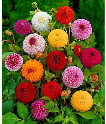wequality hybrid dahlia mixed flower seeds garden/Dahlia seeds 73 Seed(73 per packet)