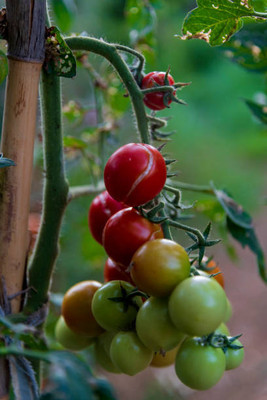 NATURE YARD tomato Seed(125 per packet)