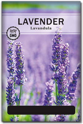 Biosnyg HUA-66 Lavender Seeds for Planting-[800 Seeds] Seed(800 per packet)