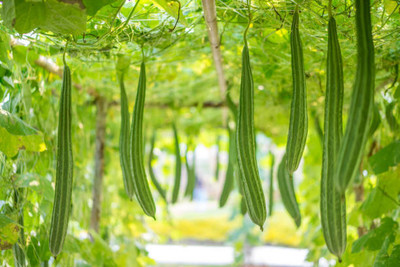 Kodali 48 Pc -Ridge Gourd Seeds Seed(48 per packet)