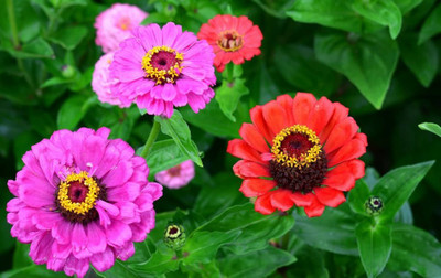 Seedsqlty zinnia seeds for gardening, high germination (40 seeds) Seed(40 per packet)