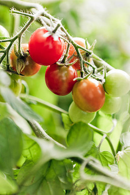SM PLUS tomato Seed(145 per packet)