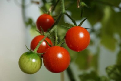 GRAXY tomato Seed(150 per packet)