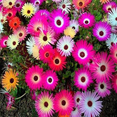 Aywal Ice Flower Seed(40 per packet)