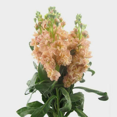 Aywal Stock Matthiola Incana Mixed Color Flower Seed(90 per packet)