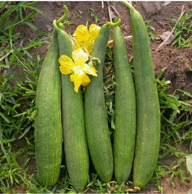UGRA Sponge Gourd seeds Seed(80 per packet)